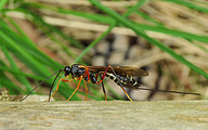 Wood Wasp (female, Coleocentrus excitator)